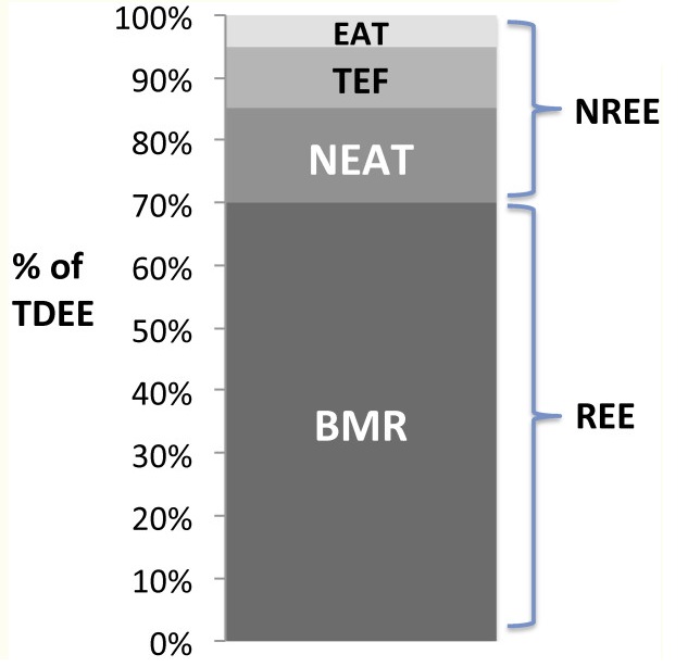 bazalny metabolizmus